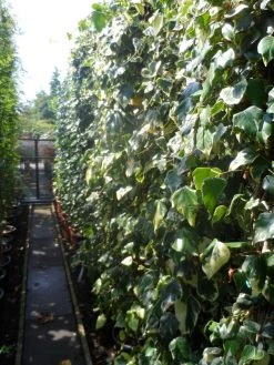 Kaukasische Klimop (Hedera Colchica 'Dentata Variegata') -Groene Wereld hedera colchica dentata variegata 200 250 c15 1