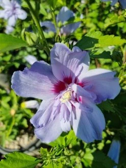 Altheastruik (Hibiscus Syriacus 'Blue Chiffon') -Groene Wereld hibiscis blue chiffon 1