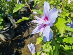 Altheastruik (Hibiscus Syriacus 'Blue Chiffon') -Groene Wereld hibiscis blue chiffon 2
