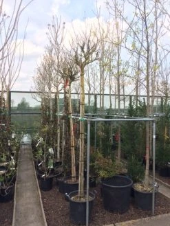 Altheastruik Als Boom (Hibiscus Syriacus 'Oiseau Blue') -Groene Wereld hibiscus 2