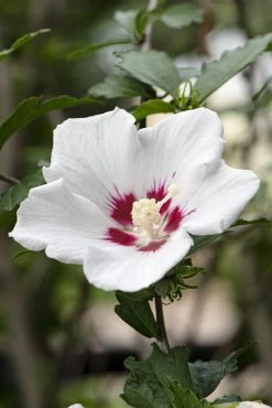 Altheastruik Op Stam (Hibiscus Syriacus 'Red Heart') -Groene Wereld hibiscus redheartv01 1