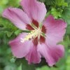 Altheastruik Op Stam (Hibiscus Syriacus 'Woodbridge') -Groene Wereld hibiscus woodbridgev01 1