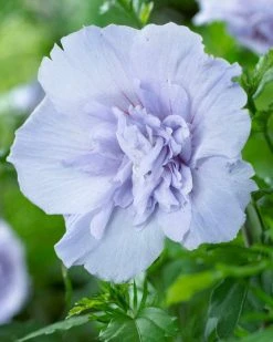 Altheastruik (Hibiscus Syriacus 'Blue Chiffon') -Groene Wereld hibiscus blue chiffon 2
