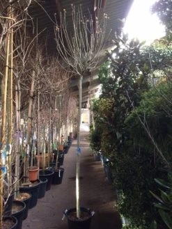 Altheastruik Als Boom (Hibiscus Syriacus 'Oiseau Blue') -Groene Wereld hibiscus oiseau blue 1214 2 1 2