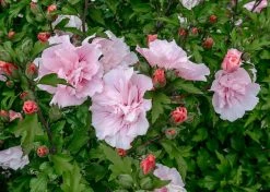 Altheastruik (Hibiscus Syriacus 'Pink Chiffon') -Groene Wereld hibiscus pink chiffon 1
