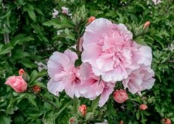 Altheastruik (Hibiscus Syriacus 'Pink Chiffon') -Groene Wereld hibiscus pink chiffon 2