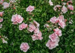 Altheastruik (Hibiscus Syriacus 'Pink Chiffon') -Groene Wereld hibiscus pink chiffon 3