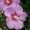 Altheastruik (Hibiscus Syriacus 'Rose Moon') -Groene Wereld hibiscus rose moon