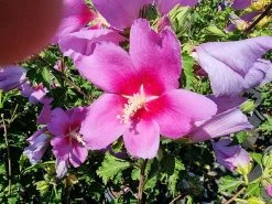 Altheastruik (Hibiscus Syriacus 'Rose Moon') -Groene Wereld hibiscus rose moon 3