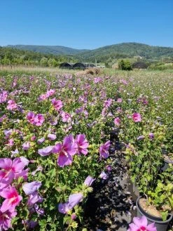Altheastruik (Hibiscus Syriacus 'Rose Moon') -Groene Wereld hibiscus rose moon 4