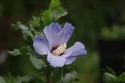 Altheastruik Op Stam (Hibiscus Syriacus 'Oiseau Blue') -Groene Wereld hibiscus syr. oiseau blue 3