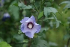 Altheastruik Op Stam (Hibiscus Syriacus 'Oiseau Blue') -Groene Wereld hibiscus syr oiseau bleu 2