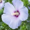 Altheastruik Op Stam (Hibiscus Syriacus 'Oiseau Blue')