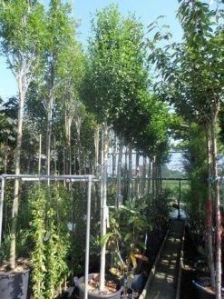 Altheastruik Als Boom (Hibiscus Syriacus 'Oiseau Blue') -Groene Wereld hibiscus syriacus oiseau bleu 12 14ho cont 2