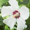 Altheastruik Als Boom (Hibiscus Syriacus 'Red Heart') -Groene Wereld hibiscus syriacus red heart 2 1