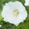 Altheastruik Op Stam (Hibiscus Syriacus 'William R. Smith') -Groene Wereld hibiscus syriacus william r. smith 1