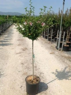 Altheastruik Als Halfstam (Hibiscus Syriacus 'Hamabo')