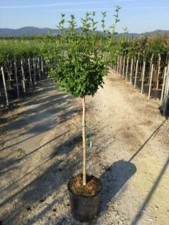 Altheastruik Als Halfstam (Hibiscus Syriacus 'Hamabo') -Groene Wereld hibiscushamabohalfstam02