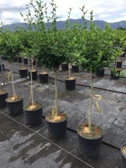 Altheastruik Als Halfstam (Hibiscus Syriacus 'Hamabo') -Groene Wereld hibiscushamabohalfstam03