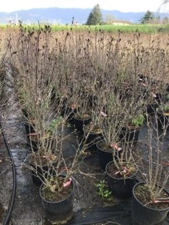 Altheastruik (Hibiscus Syriacus 'Pink Chiffon') -Groene Wereld hibiscuspinkchiffon