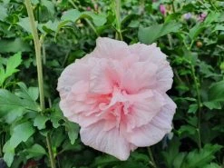 Altheastruik (Hibiscus Syriacus 'Pink Chiffon') -Groene Wereld hibiscuspinkchiffon01