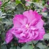Altheastruik (Hibiscus Syriacus 'Purple Ruffles') -Groene Wereld hibiscuspurpleruffles01 1