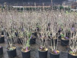 Altheastruik (Hibiscus Syriacus 'Purple Ruffles') -Groene Wereld hibiscuspurpleruffles02