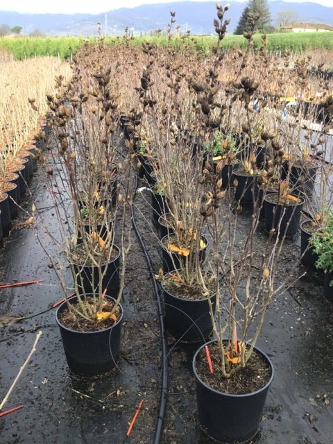 Altheastruik (Hibiscus Syriacus 'Starburst Chiffon') 9 Altheastruik (Hibiscus Syriacus 'Starburst Chiffon') - Afbeelding 7