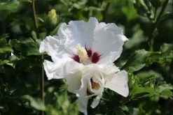 Altheastruik Als Boom (Hibiscus Syriacus 'Red Heart') -Groene Wereld hibiscussyriacus redheart03b 1 1