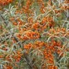 Duindoorn (Hippophae Rhamnoides) -Groene Wereld hippophae rhamnoides
