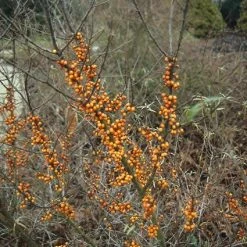 Duindoorn (Hippophae Rhamnoides) -Groene Wereld hirhamno 4 3