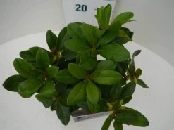 Rhododendron (Rhododendron 'Horizon Monarch') -Groene Wereld hor. monarch c2 boven 1