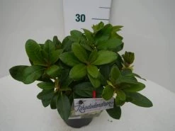Rhododendron (Rhododendron 'Horizon Monarch') -Groene Wereld hor. monarch c2 zij 1