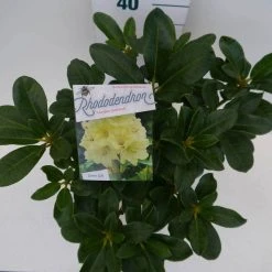 Rhododendron (Rhododendron 'Horizon Monarch') -Groene Wereld hor. monarch c5 boven 1