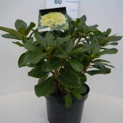 Rhododendron (Rhododendron 'Horizon Monarch') -Groene Wereld hor. monarch c5 voor 1