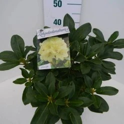 Rhododendron (Rhododendron 'Horizon Monarch') -Groene Wereld hor. monarch c5 zij