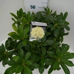 Rhododendron (Rhododendron 'Horizon Monarch') -Groene Wereld hor monarch c7.5 boven 1