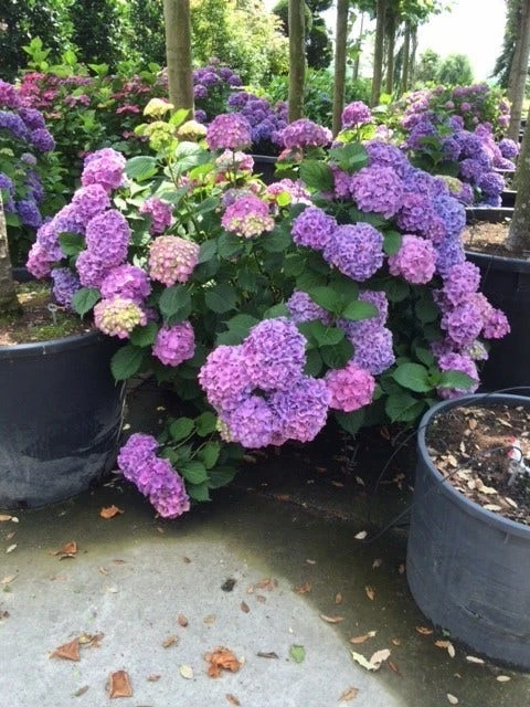 Hortensia (Hydrangea 'Endless Summer' Blauw) 4 Hortensia (Hydrangea 'Endless Summer' Blauw) - Afbeelding 2