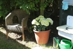 Hortensia (Hydrangea 'Endless Summer The Bride') -Groene Wereld hortensia bol wit 1