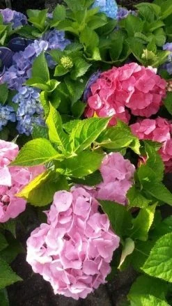 Hortensia (Hydrangea 'Endless Summer' Roze) -Groene Wereld hortensia endless summer 2 1
