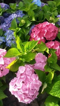 Hortensia (Hydrangea 'Endless Summer' Blauw) 15 Hortensia (Hydrangea 'Endless Summer' Blauw) -Groene Wereld hortensia endless summer 2 1 1