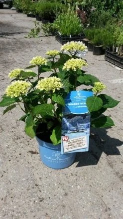Hortensia (Hydrangea 'Endless Summer' Blauw) 13 Hortensia (Hydrangea 'Endless Summer' Blauw) -Groene Wereld hortensia endless summer 3 1