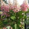 Pluimhortensia Op Stam (Hydrangea Paniculata 'Pinky Winky') -Groene Wereld hortensia p. pinky winky op stam 2
