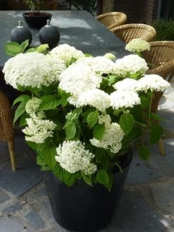 Hortensia (Hydrangea 'Strong Annabelle') 25 Hortensia (Hydrangea 'Strong Annabelle') -Groene Wereld hydrangea arb incrediball 1