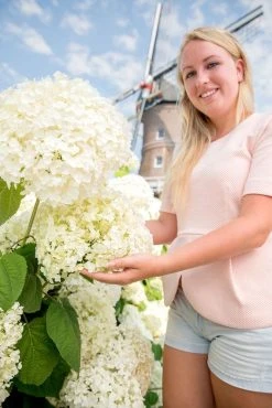 Hortensia (Hydrangea 'Strong Annabelle') 33 Hortensia (Hydrangea 'Strong Annabelle') -Groene Wereld hydrangea arbo. strong annabelle 1