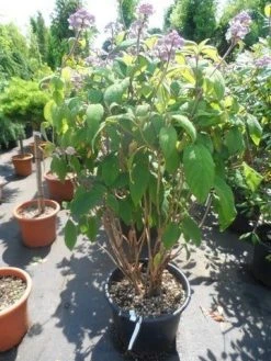 Fluweelhortensia (Hydrangea Aspera 'Macrophylla') -Groene Wereld hydrangea aspera macrophylla 125 150 175 c50 1