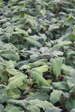 Fluweelhortensia (Hydrangea Aspera 'Macrophylla') -Groene Wereld hydrangea aspera macrophylla 1 1