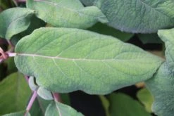 Fluweelhortensia (Hydrangea Aspera 'Macrophylla') -Groene Wereld hydrangea aspera macrophylla 2