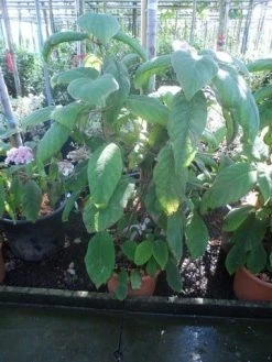 Fluweelhortensia (Hydrangea Aspera 'Sargentiana') -Groene Wereld hydrangea aspera sargentiana 60 80 100 c15