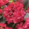 Hortensia (Hydrangea Black Diamonds Dark Angel) -Groene Wereld hydrangea black diamonds dark angel 2